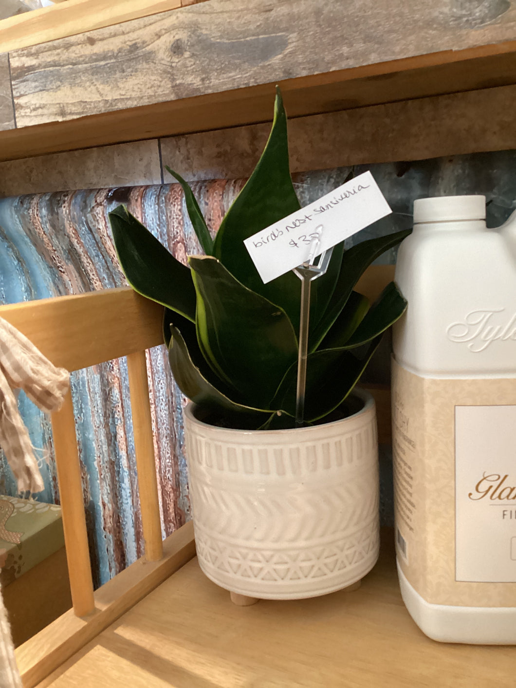 Birds Nest in pot Scheller